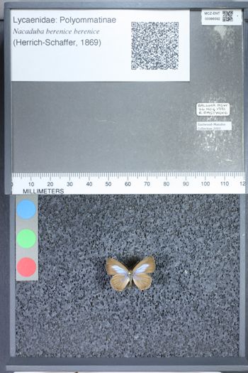 Media type: image;   Entomology 66592